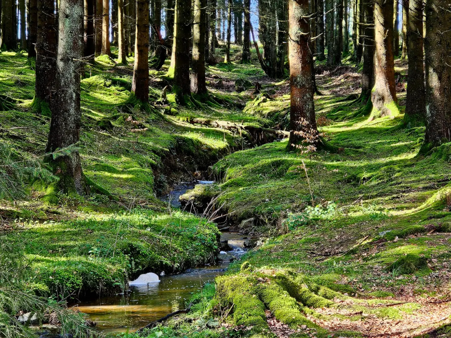 Rurseeparadies Kienert - Kienert Christof - Ferienhaus - Außenansicht